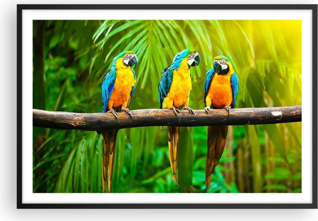 Gerahmtes Poster - Schwarzer Rahmen - Papageien Collorful Natur Vögel - 91,5x61 cm - Wand Bild - Wanddeko - Wandbilder - Wandposter - Bilderrahmen...