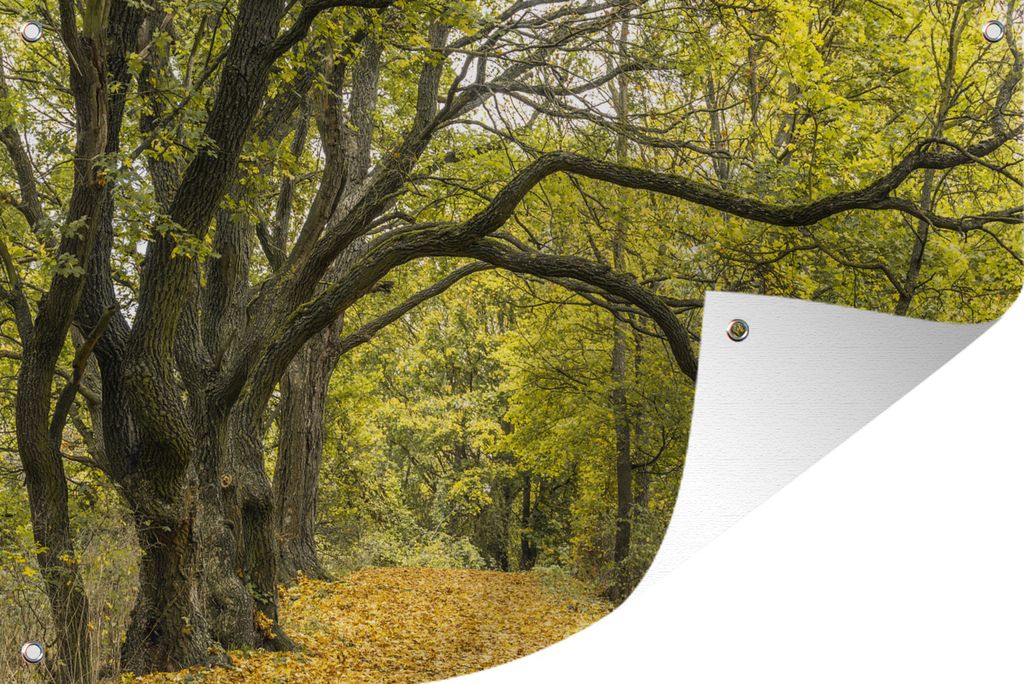 MuchoWow 90x60 cm Outdoor-Poster Gartendeko Sichtschutz Garten Poster für den Garten Äste auf einem Waldweg