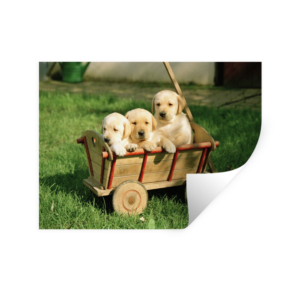MuchoWow Wandtattoo Wandsticker Wandaufkleber Drei entzückende Golden Retriever Welpen in einem Wagen 120x90 cm Selbstklebend und Repositionierb...