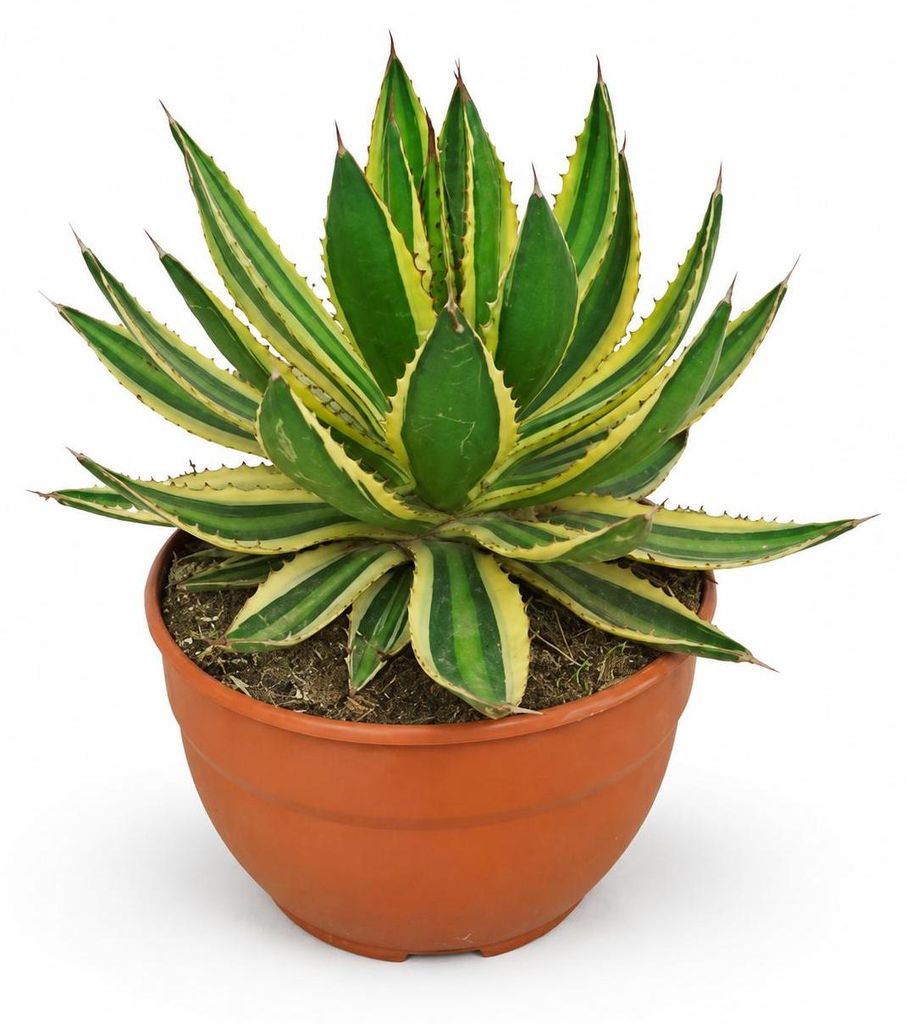 Agave lophanta quadricolor - bijzondere Agave - Productafbeelding 