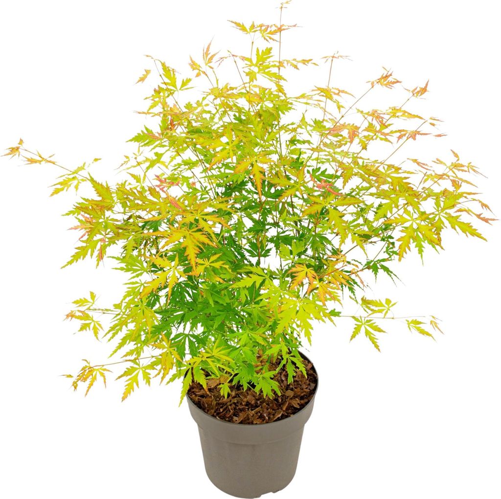 A potted Japanese Maple tree with green and yellow leaves against a white background.