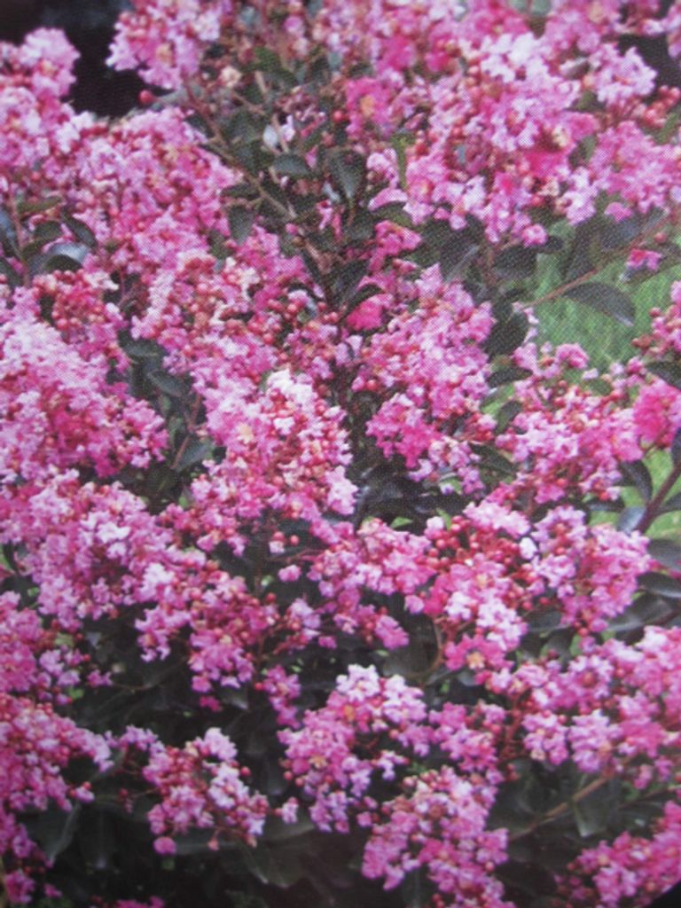 Lagerstroemia indica Hopi - Chinesische Kräuselmyrte - Produktbild 