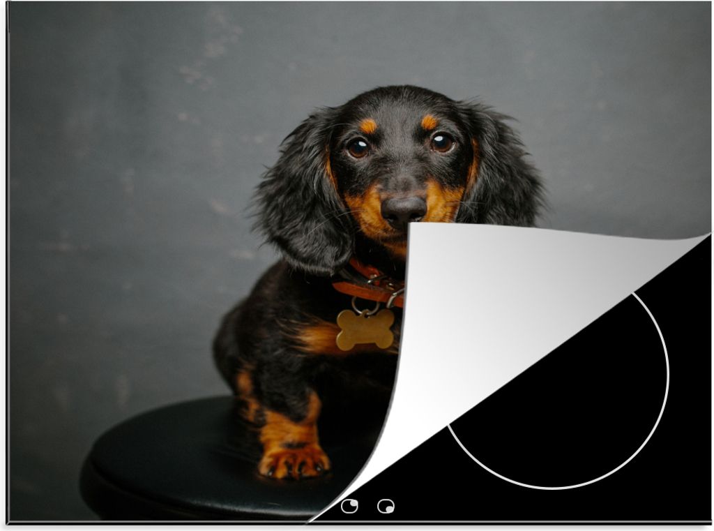 KitchenYeah Herdabdeckplatte Studiofoto eines Dackelwelpen , 57x51cm, Küche Deko, Glaskeramikfeld Herdabdeckung, Abdeckplatte fùr Kochfeld