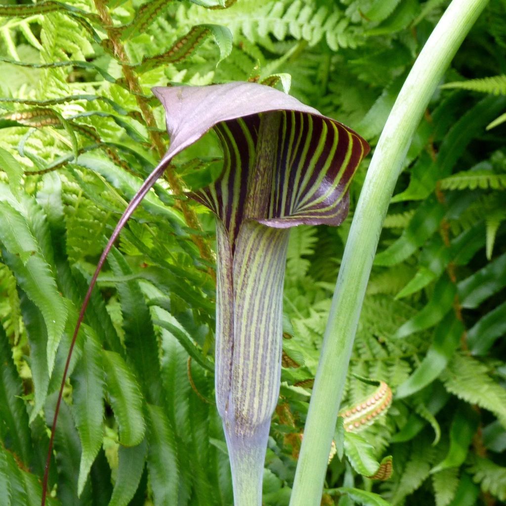 Himalaya-Kobralilie (Arisaema consanguineum)  - 1 kleine Produktbild 
