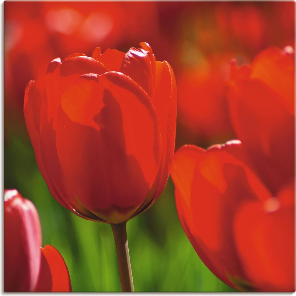 ARTland Leinwandbild Rote Tulpen in der Sonne Größe: 40x40 cm