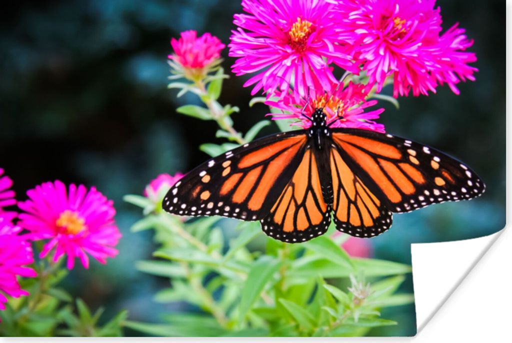 MuchoWow Poster Schmetterling - Botanisch - Blume 180x120 cm - Fotoplakat