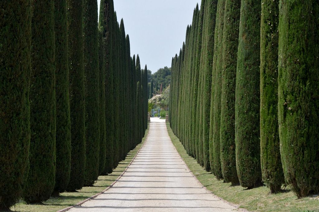 Middellandse ceder (Cupressus sempervirens), ook wel Productafbeelding 