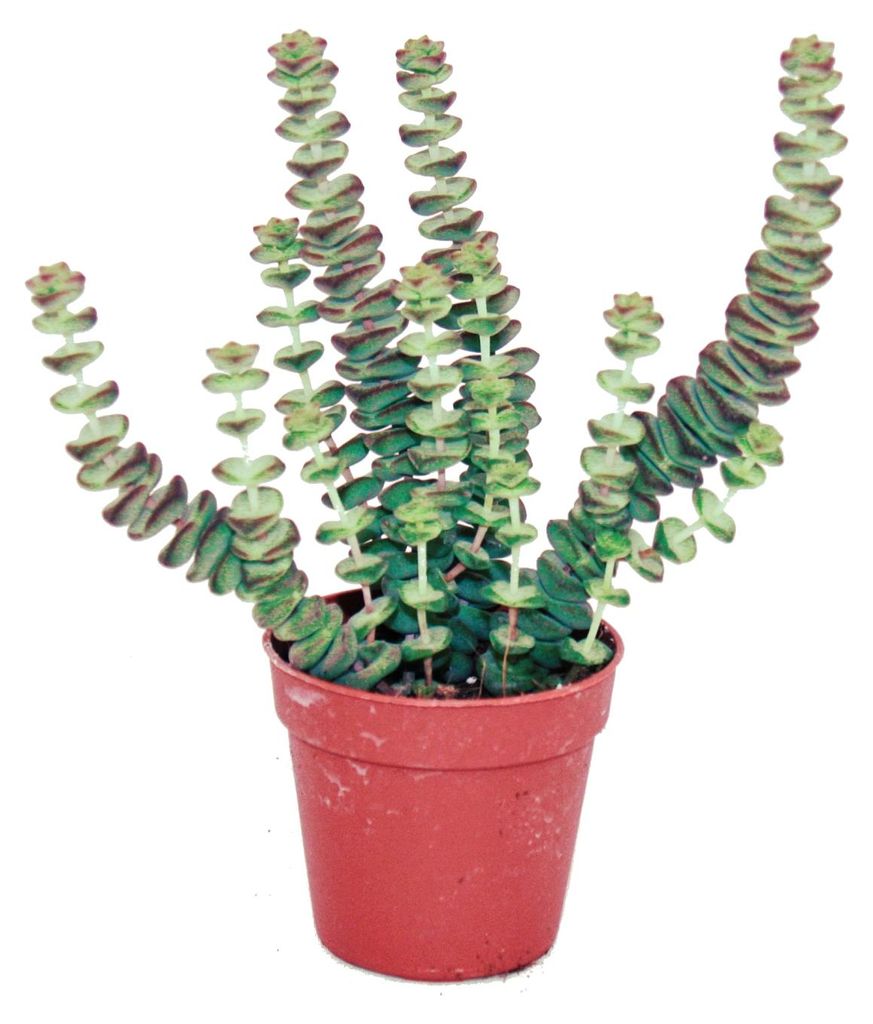 Sukkulente - Crassula Hottentot - Felsen-Dickblatt -  im Produktbild 