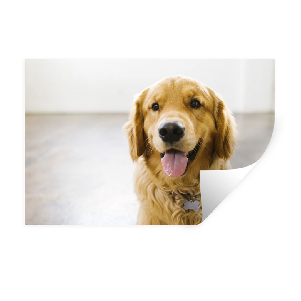 MuchoWow Wandtattoo Wandsticker Wandaufkleber Porträt eines superschönen Golden Retrievers 120x80 cm Selbstklebend und Repositionierbar - Selbs...