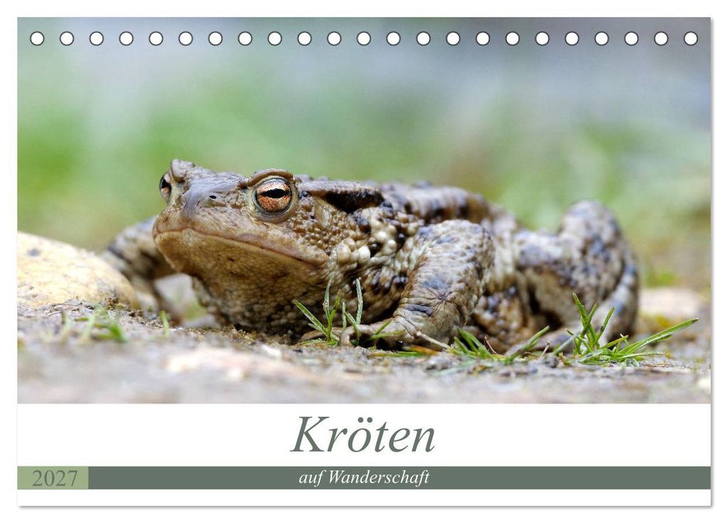 Kröten auf Wanderschaft (Tischkalender 2027 DIN A5 quer), CALVENDO Monatskalender
