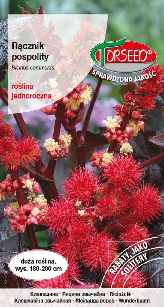 Nasiona Rącznik pospolity czerwonolistny 6g - Torseed Zdjęcie produktu 