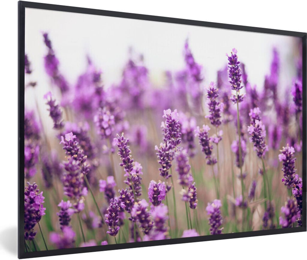 MuchoWow MuchoWow Gerahmtes Poster Nahaufnahme eines sonnenbeschienenen Lavendelfeldes 60x40 cm - Poster mit zchwarzem Bilderrahmen - Printing ...