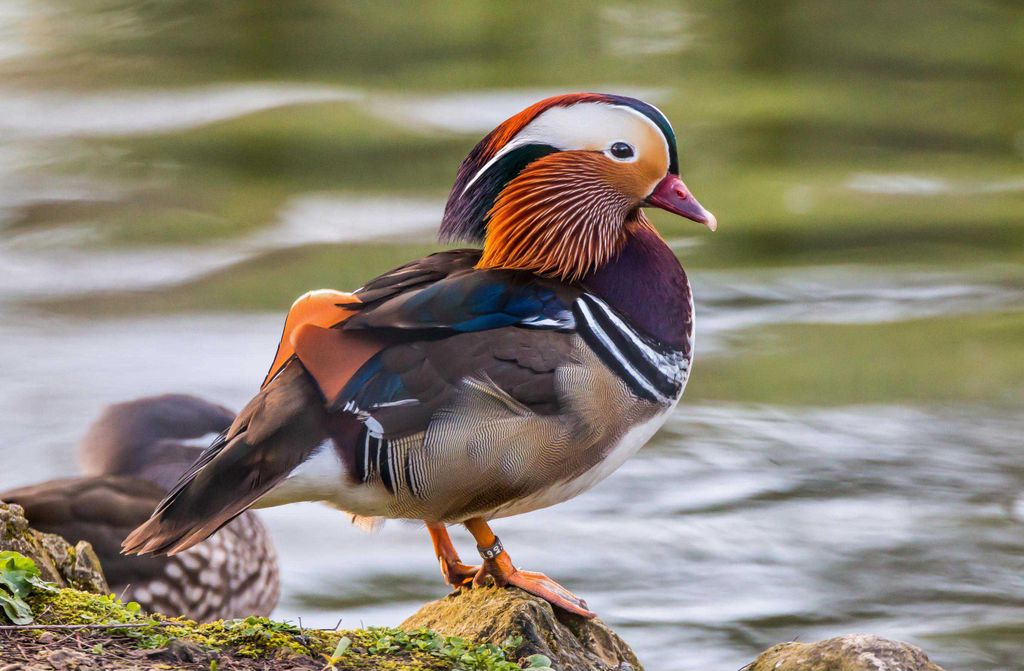 hansepuzzle 25623 - Ente Puzzle, 500 Teile, Tierwelt, 46,0 x 30,0cm mit hochwertiger Aufbewahrung, Kartonbox und wiederverschließbarem Beutel