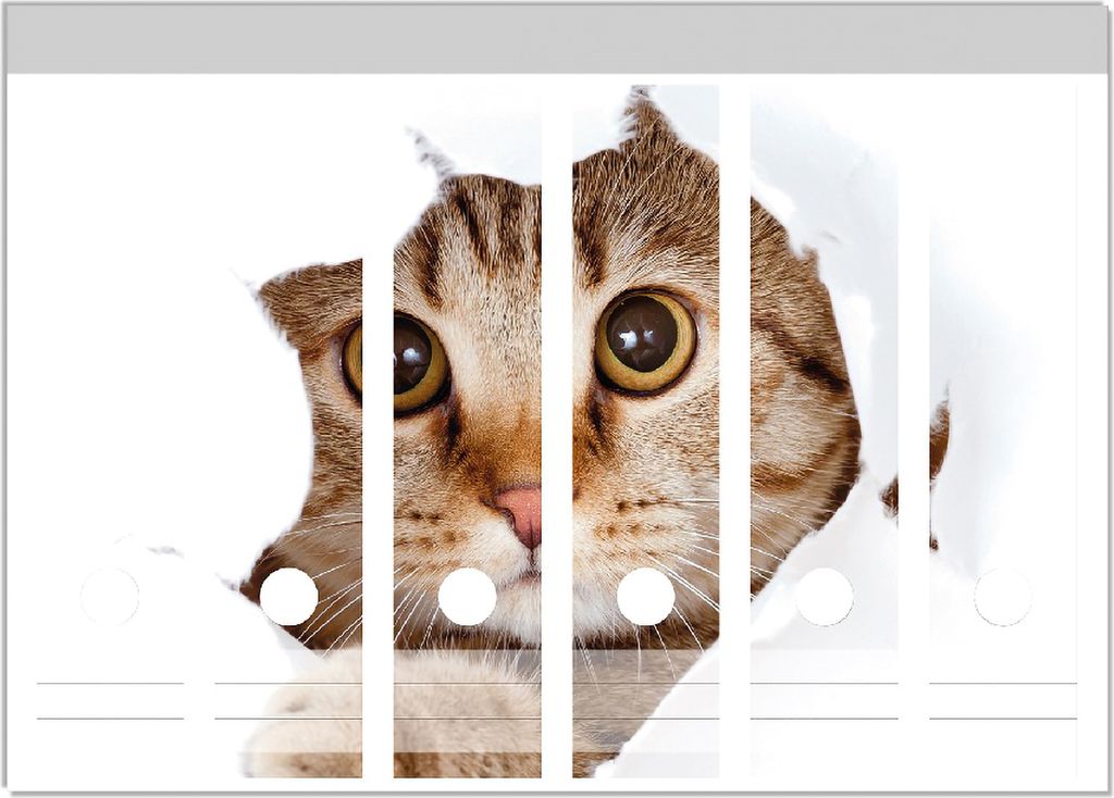 Wallario Ordnerrücken Sticker, selbstklebend für breite Ordner, 6 Stück, Motiv Katze mit Blick nach vorn