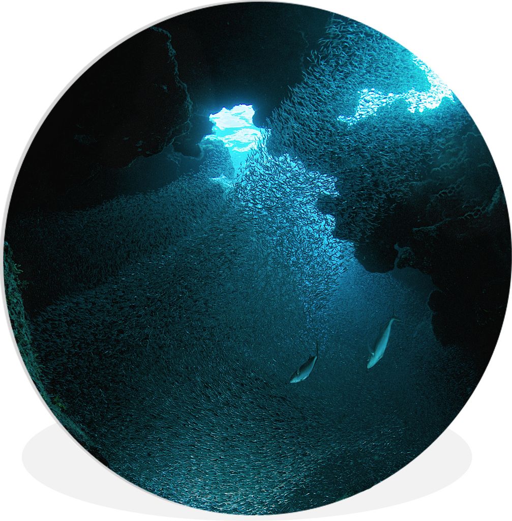 MuchoWow Rundes Wandbild - Runde Bilder Fische schwimmen in einer Höhle mit stechendem Sonnenlicht auf Grand Cayman Ø 90 cm Kreis Wanddekoratio...