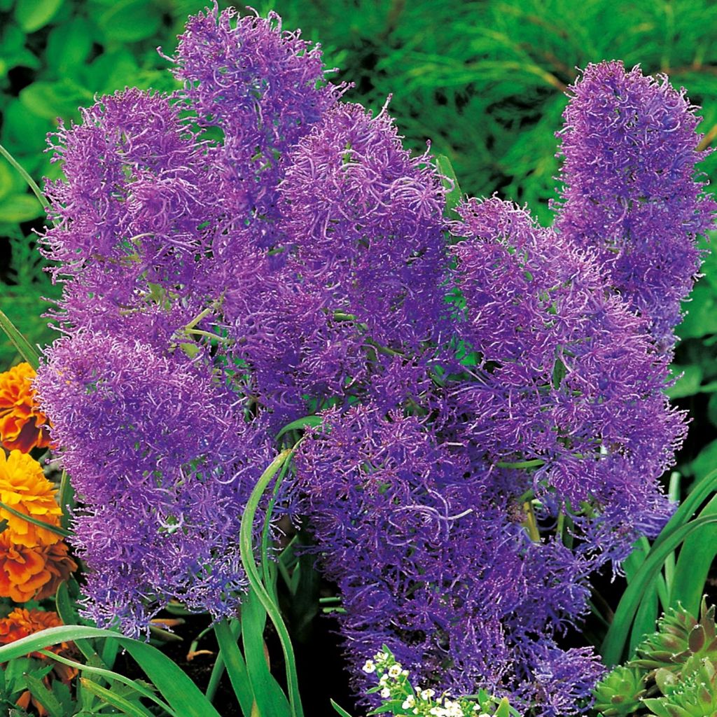 Muscari - Szafirek Plumosum 10 szt. Szafirki Cebulki Cebule Zdjęcie produktu 