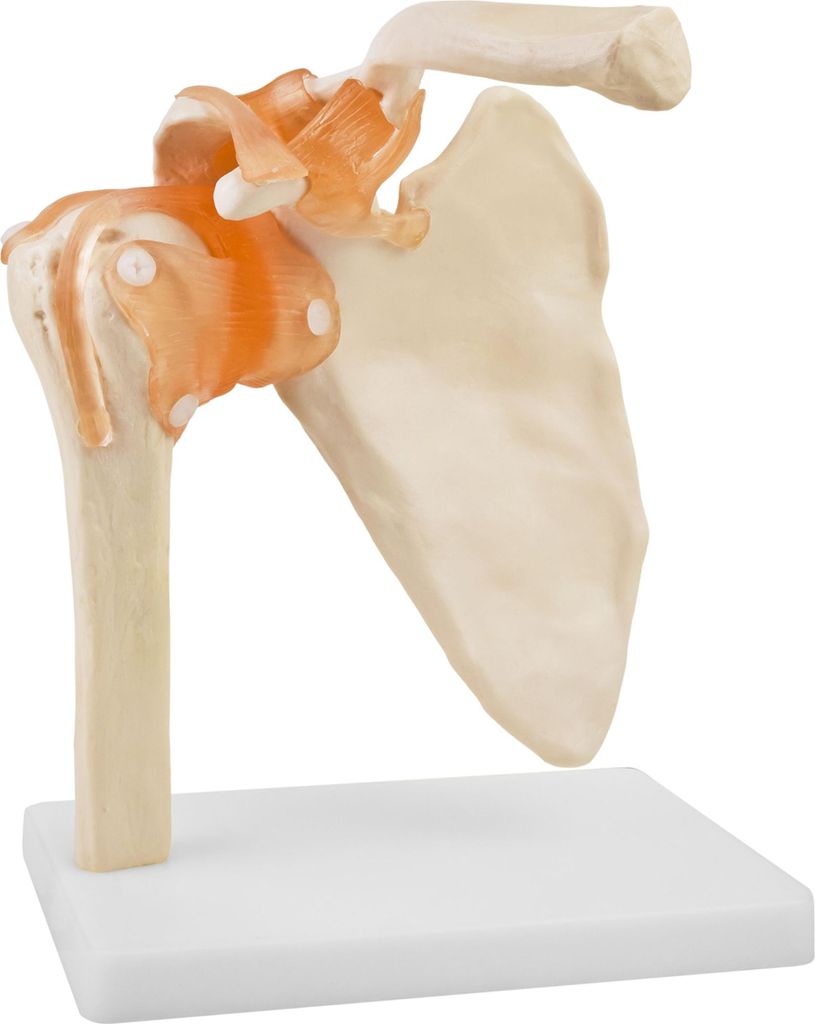 Anatomie Model kostry Model lidského ramene Anatomie v Obrázek produktu 
