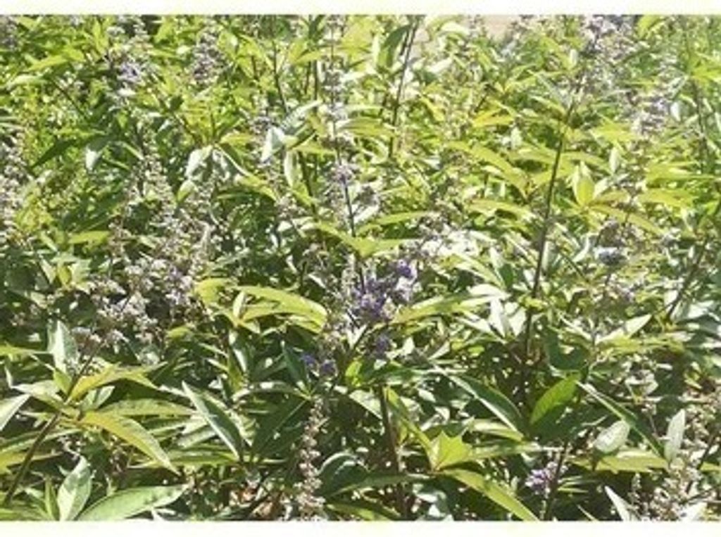 Vitex agnus-castus 'Latifolia' - Mönchspfeffer, Keuschlamm, Keuschbaum 30- 40 cm - Container