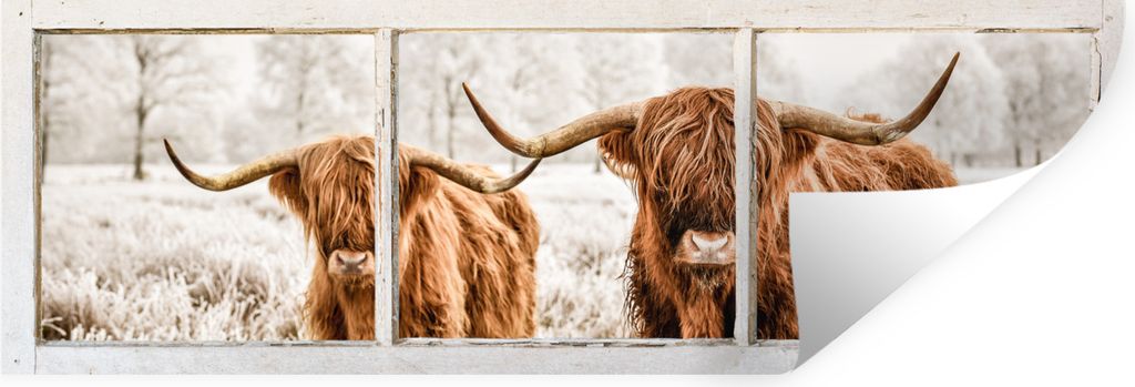MuchoWow Wandtattoo Wandsticker Wandaufkleber Scottish Highlander - Durchblick - Bull 60x20 cm Selbstklebend und Repositionierbar - Faltenfrei