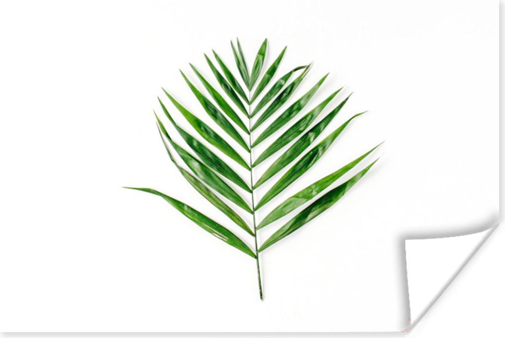 MuchoWow Poster Grün - Blatt - Tropisch 60x40 cm - Schlafzimmerdekoration