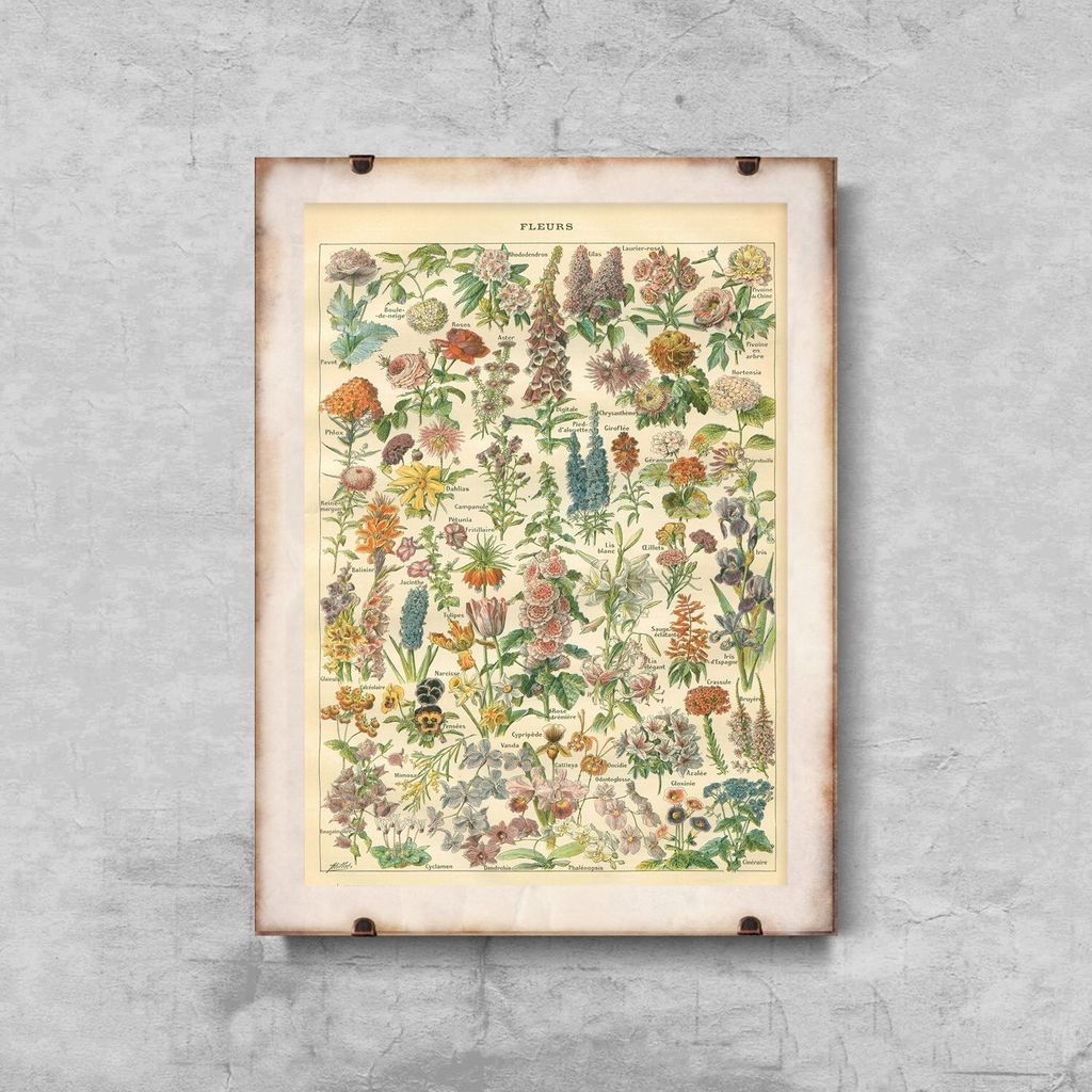 Poster - Canvas - Leinwand - 21 cm x 29,7 cm - Fotoposter - Leinwandkunst - Blumendruck Adolphe Millo