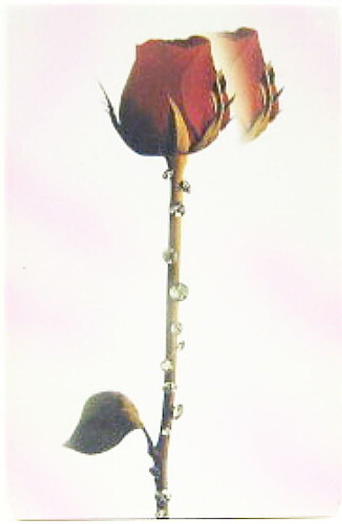 Zigaretten-Box - Motiv RED ROSE