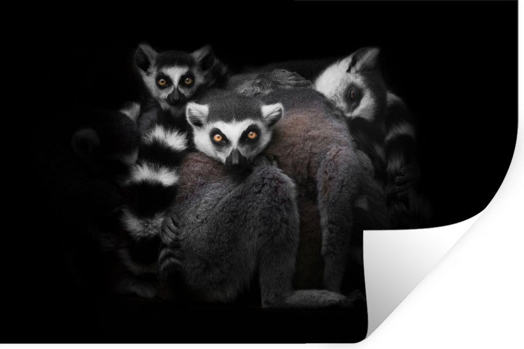 MuchoWow Wandtattoo Wandsticker Wandaufkleber Tiere - Lemur - Schwarz - Weiß - Porträt 60x40 cm Selbstklebend und Repositionierbar - Wierderver...