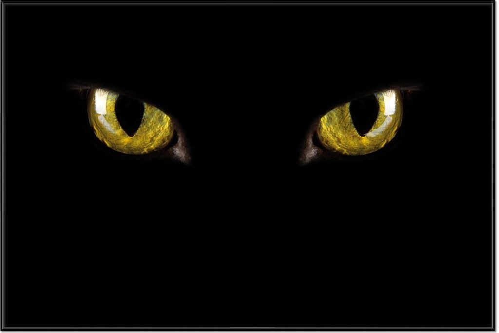 Wallario Wandbild Gelbe Katzenaugen bei Nacht, Größe: 61 x 91,50 cm, Poster mit schwarzem Aluminiumrahmen