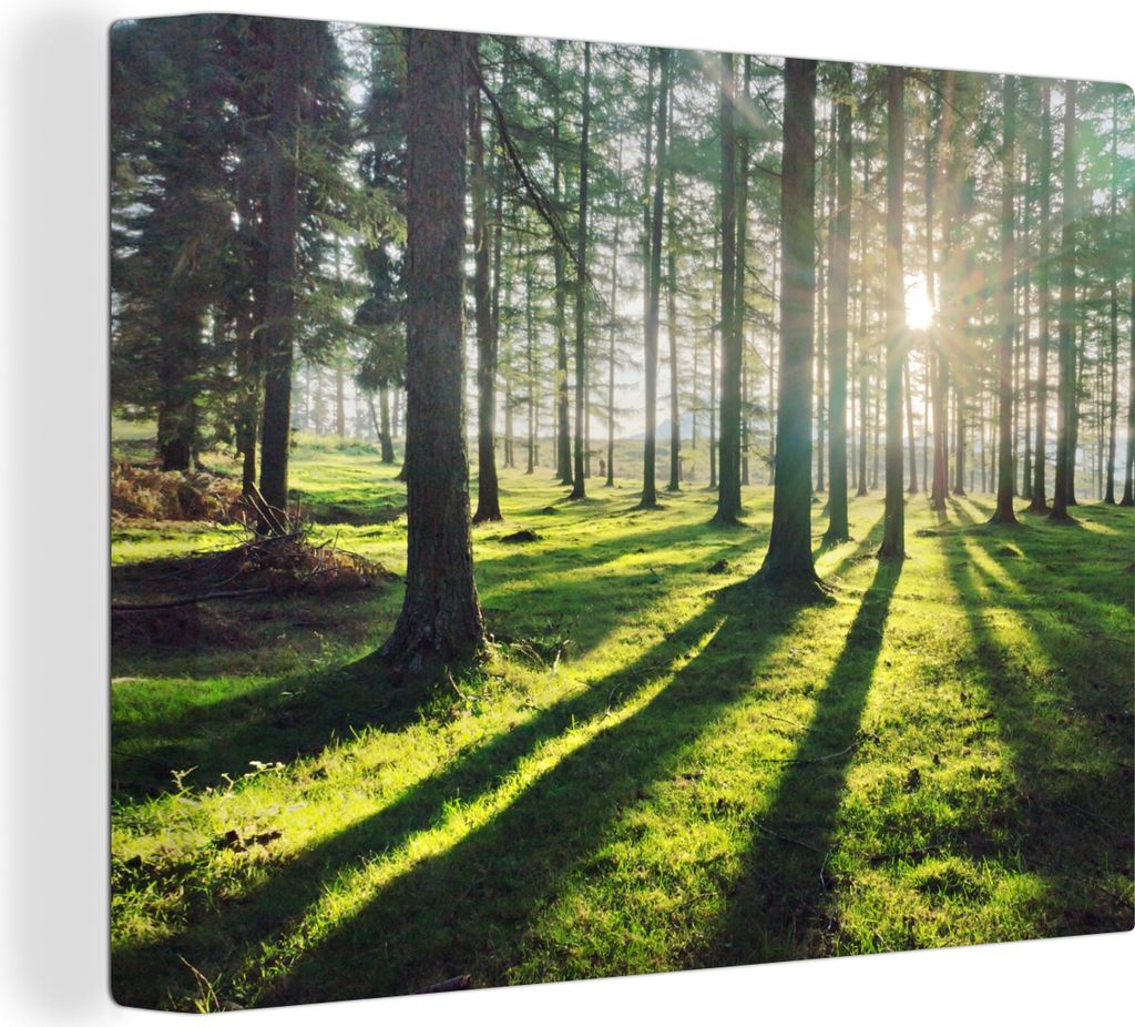 MuchoWow - Leinwandbilder - Bäume - Natur - Wald, Wandbild, Wanddeko Bilder Wohnzimmer, 80x60 cm