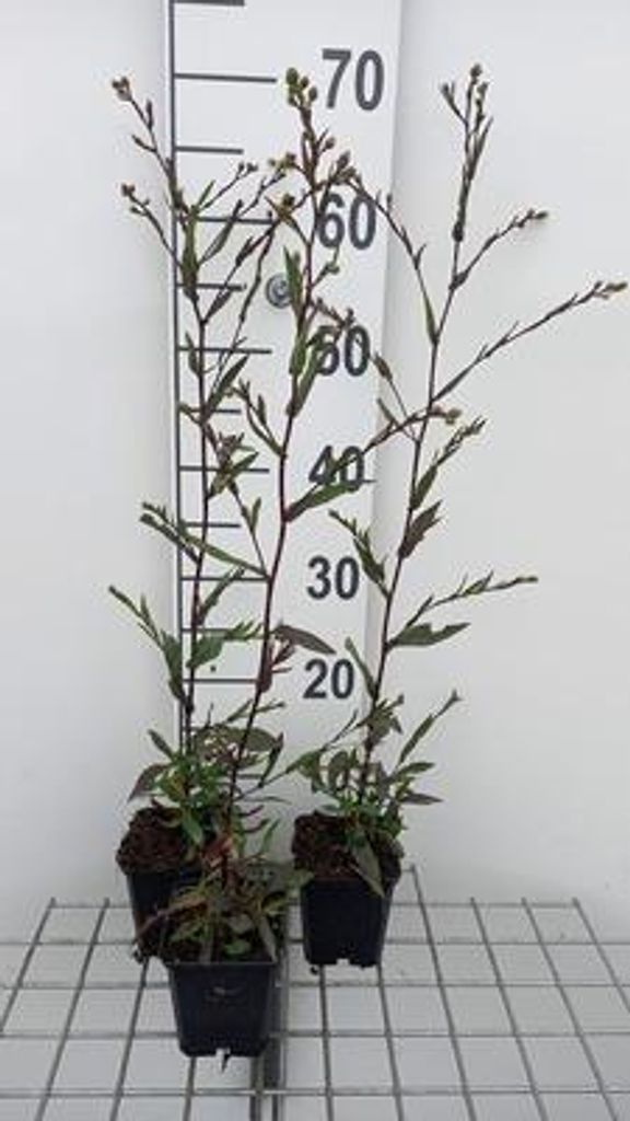 6 x Aster laevis 'Novemberblau' - Herbstaster - Topf 9 x 9 cm