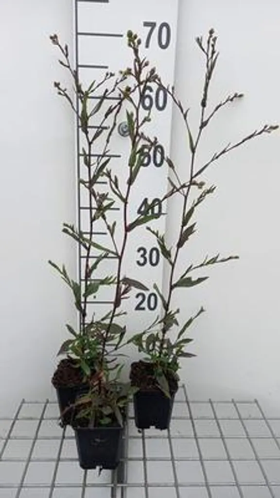 Aster laevis November Blue - Floraison bleu lavande - 6 plants 9cm