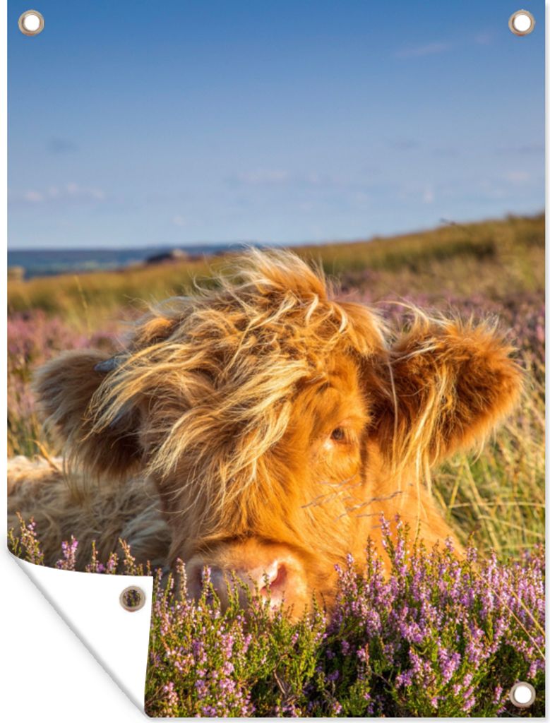 MuchoWow 90x120 cm Outdoor-Poster Gartendeko Sichtschutz Garten Poster für den Garten Schottische Highlander - Heide - Gras - Tiere