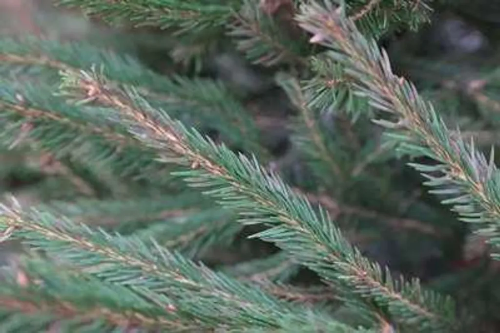 Lot 10 Epicéas Picea Abies 30-50 cm - Solution Reboisement Pas Cher
