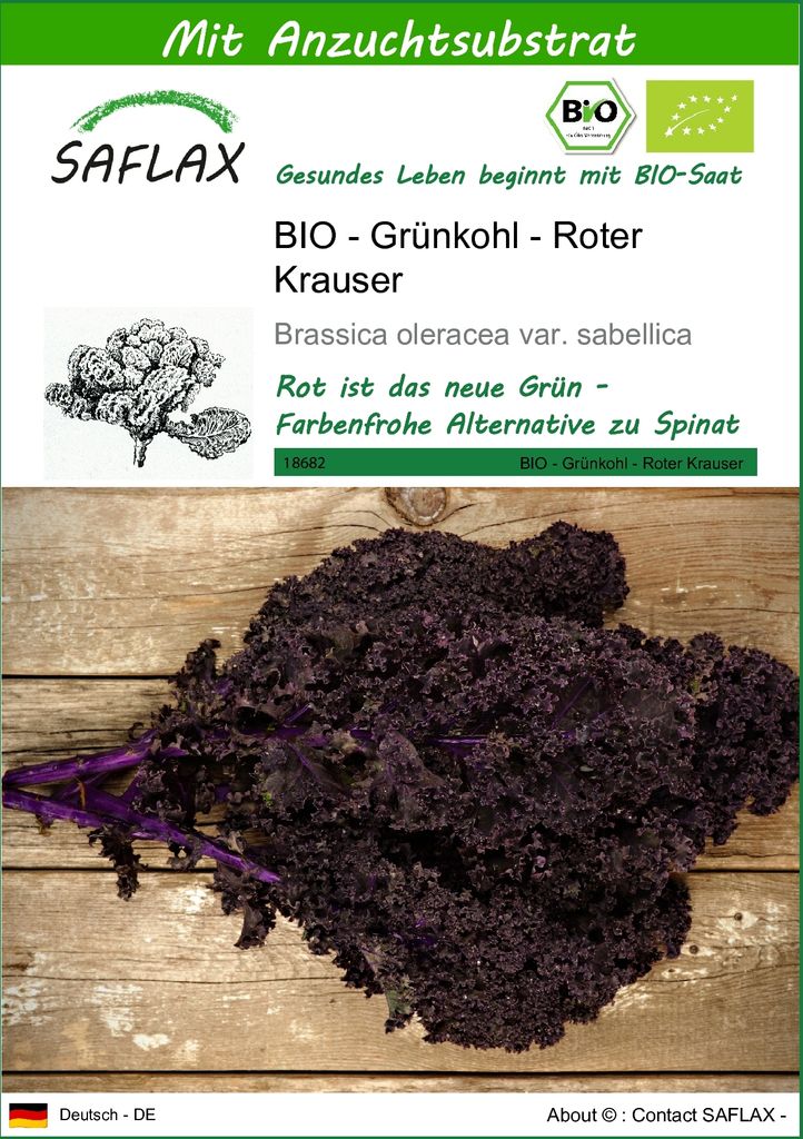 SAFLAX - BIO - Grünkohl - Roter Krauser - 50 Samen - Mit keimfreiem Anzuchtsubstrat - Brassica oleracea