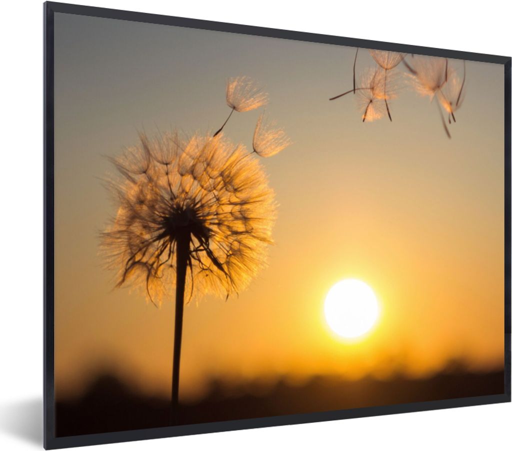MuchoWow Gerahmtes Poster Löwenzahn - Sonne - Sonnenuntergang 80x60 cm - Poster mit Schwarzem Bilderrahmen Wandposter Rahmen Foto Bilder - Schwa...