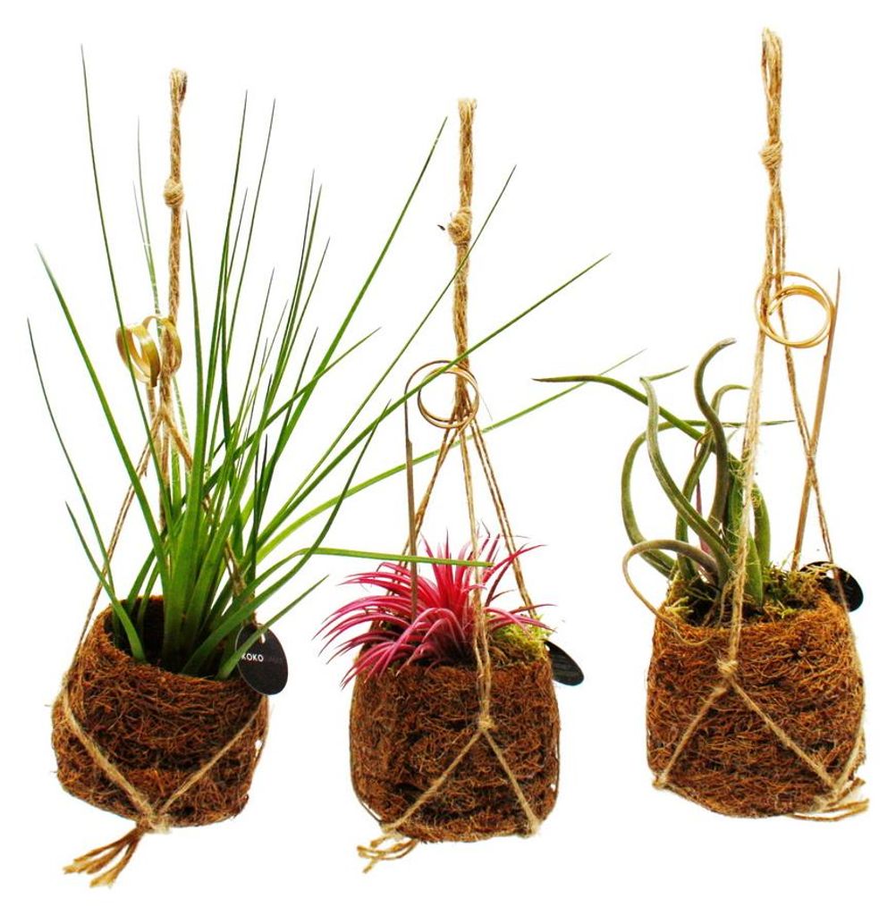 Kokodama – sada 3 různých tillandsií v malých kokodama Obrázek produktu 