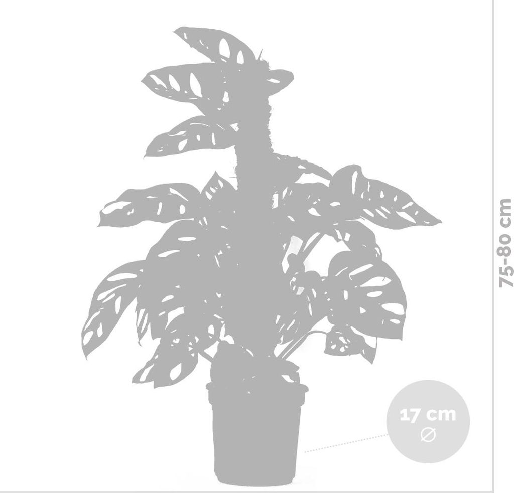 Monstera adansonii Moosstab - Monkey Leaf - Fensterblatt -