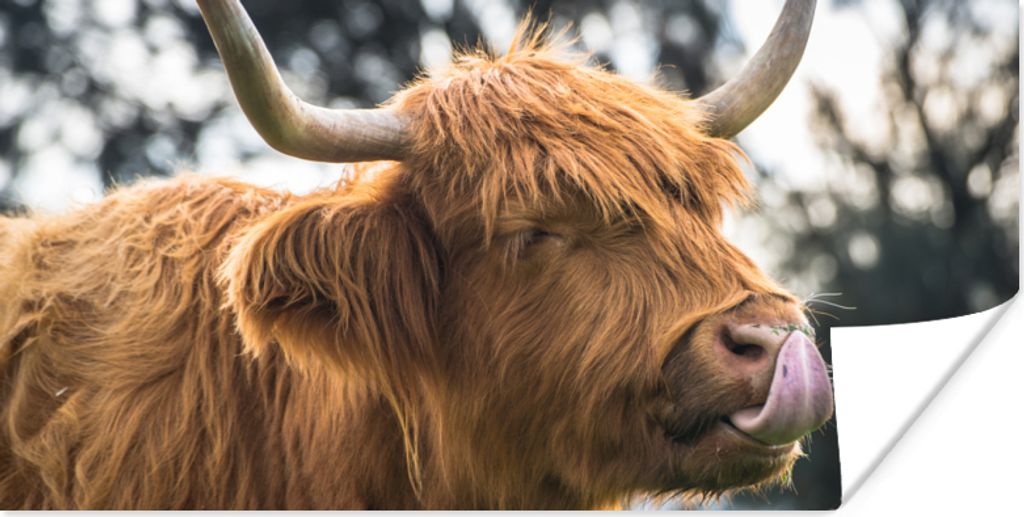 MuchoWow Poster Schottischer Highlander - Nase - Baum 80x40 cm - Wanddeko