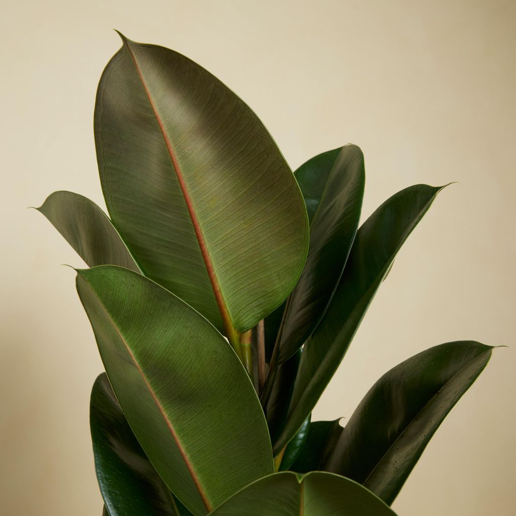 monstera pflanze kaufen 3er-Set – Monstera, Einblatt & Glückskastanie kaufen main image 0