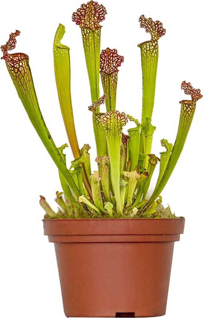 Bloomique - Sarracenia Juthatip Soper - Plante Trompette - Image du produit 