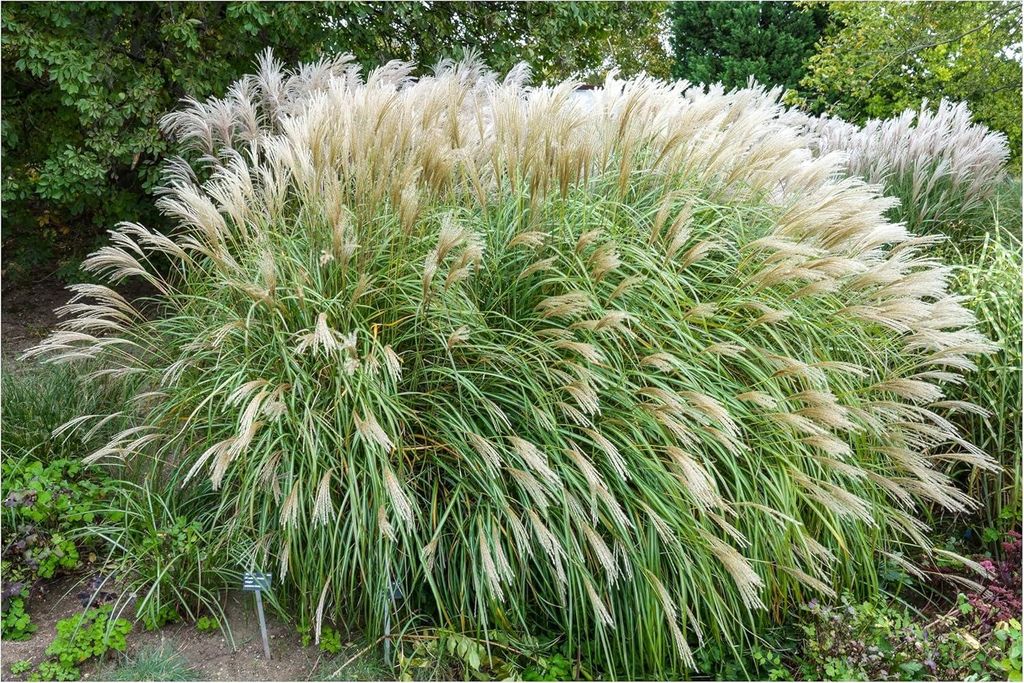 Stauden Gänge 5 x Miscanthus sinensis 'Adagio' im 1 Liter Topf - Zwerg-Chinaschilf - Harmonische Bewegung für Ihren Garten - Winterhart - Mehrjä...