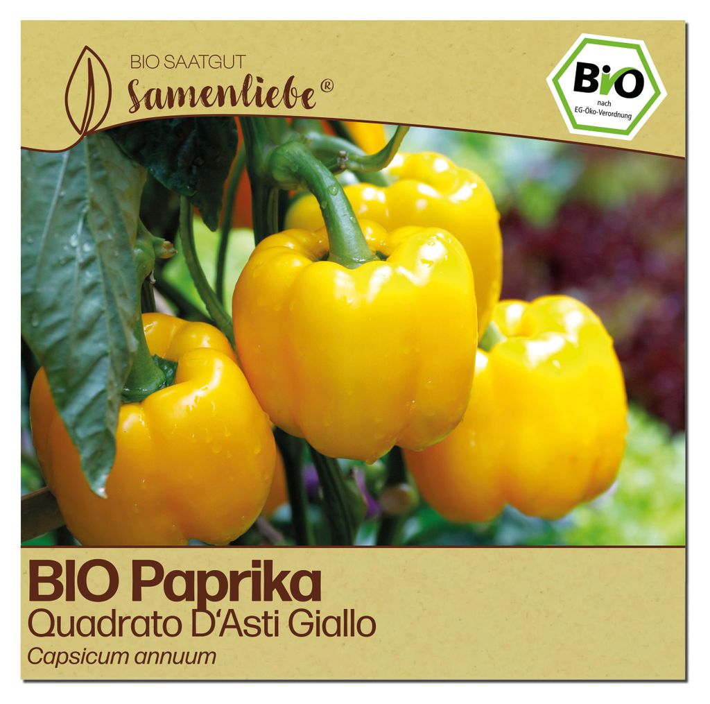 Samenliebe Paprika Samen | Quadrato D'Asti Giallo - gelb & süß - samenfestes Saatgut