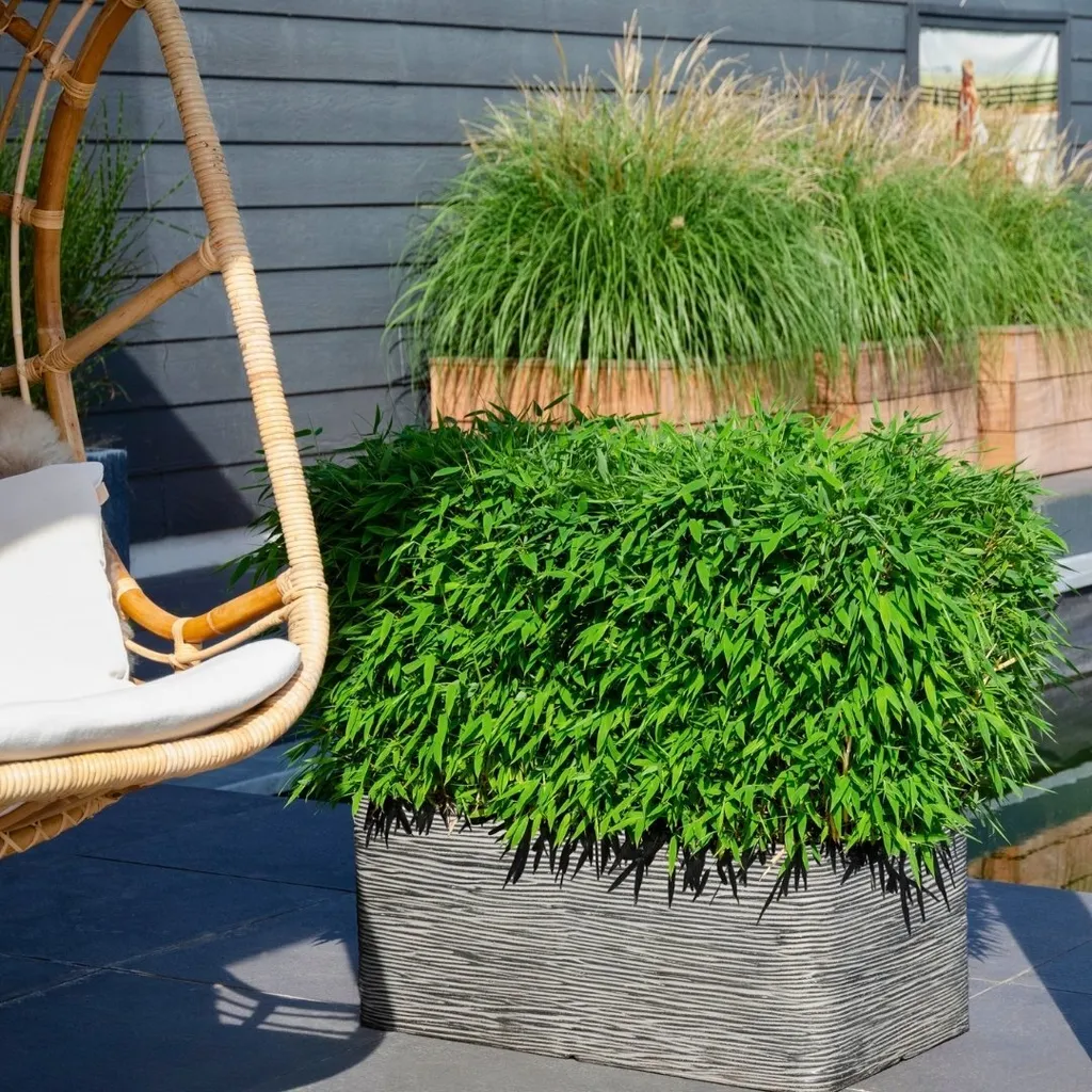 Bambou de Jardin Persistant XL Fargesia Boobux - Plante de Haie Dense - 2