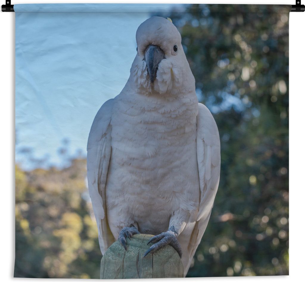 MuchoWow Wandteppich Wandbehang Ein weißer Kakadu schaut direkt in die Kamera 150x150 cm Tapisserie Dekoration Wandtuch - Wohnaccessoires - Mode...