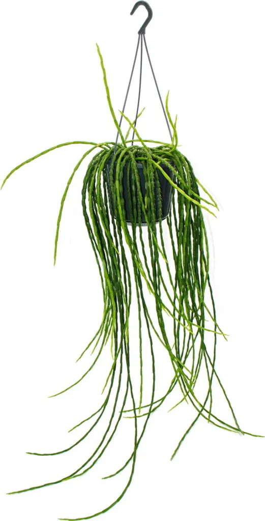 Rhipsalis paradoxa 15cm - Structure Géométrique et Ambre de Cactus - 2