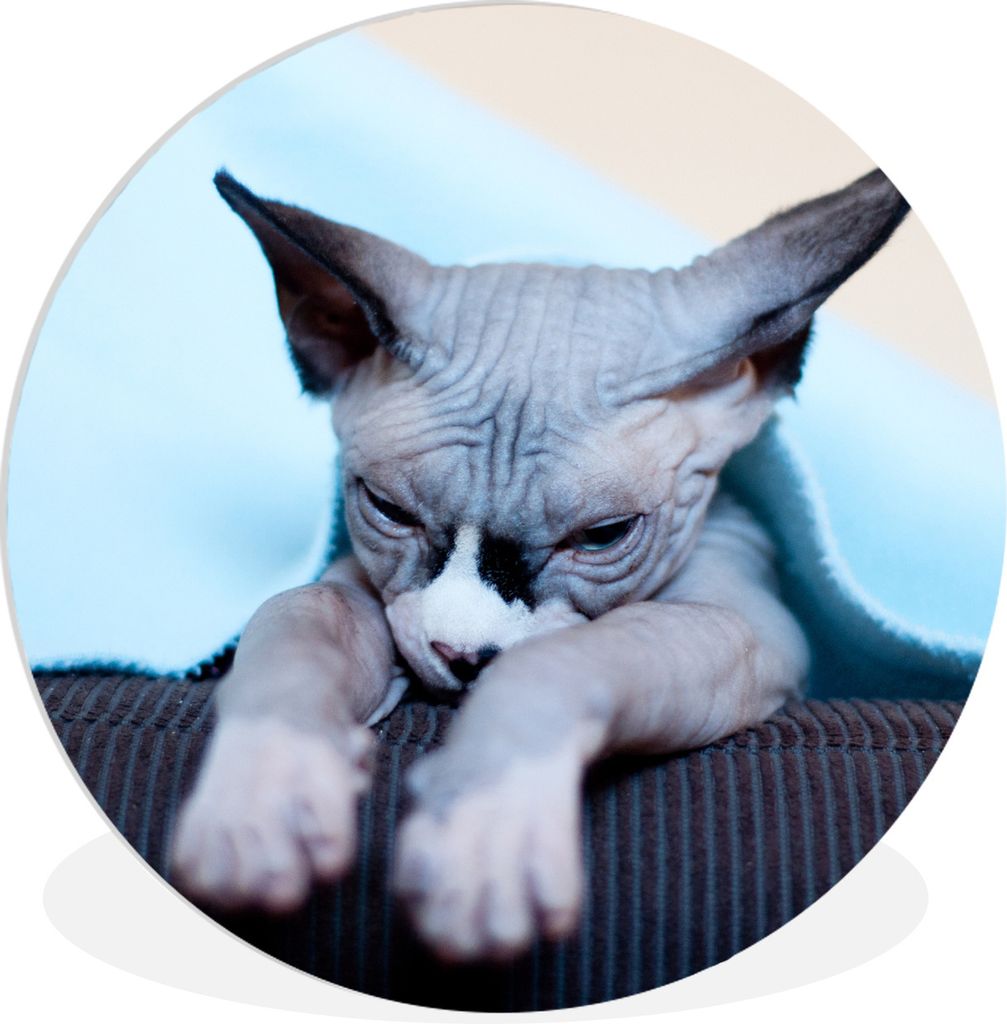 MuchoWow Rundes Wandbild - Runde Bilder Eine schläfrige Sphynx-Katze auf dem Sofa Ø 90 cm Kreis Wanddekoration Kunststoff - Wandkreis - Wandsch...