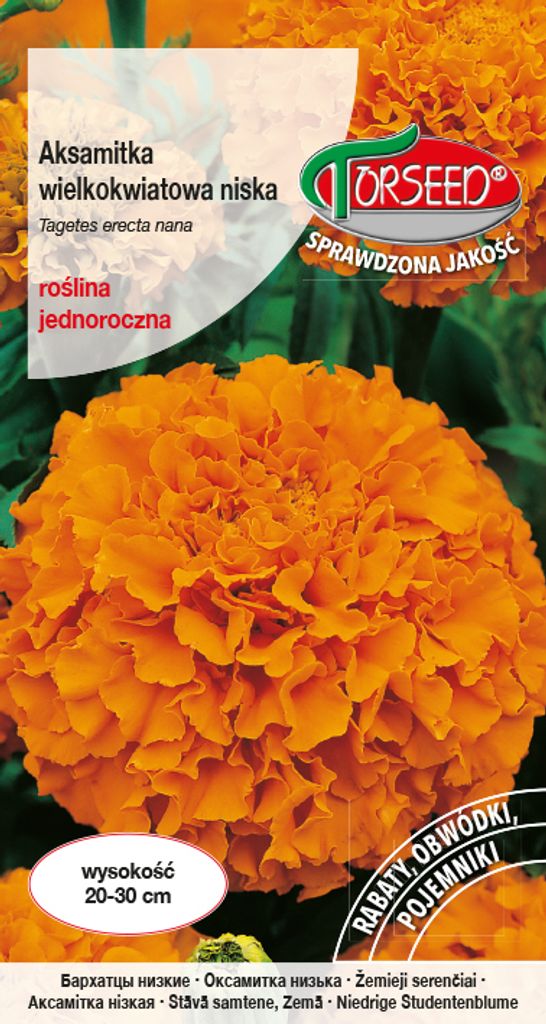 Samen von Large-flowered low orange velvet 1g - Torseed