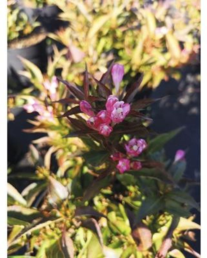 Weigelie FloraSelf Weigela florida 'All Summer Peach' H 10-30 cm Co 6 L