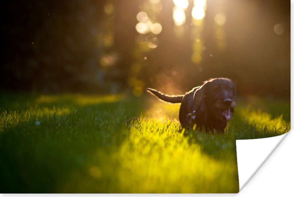 MuchoWow Poster Schöne Sonnenstrahlen über einem schwarzen Welpen 30x20 cm - Plakate - Print