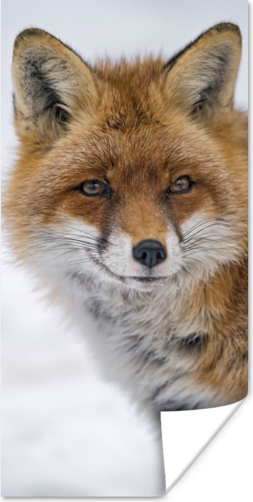 MuchoWow Poster Fuchs - Porträt - Schnee 40x80 cm - Dekoration